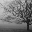 picture of the braches of a tree